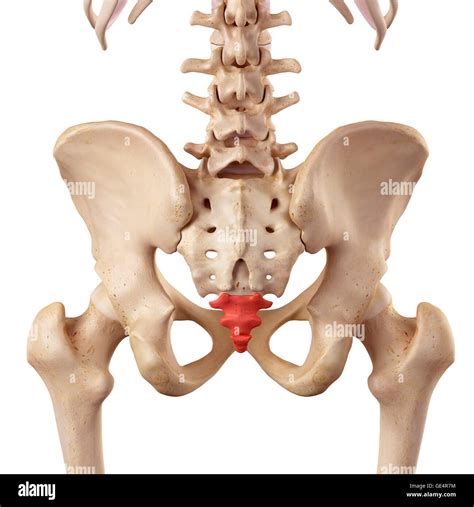 Coccyx Hi Res Stock Photography And Images Alamy