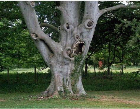 Gnarly, Odd Tree's | Weird trees, Nature tree, Unique trees