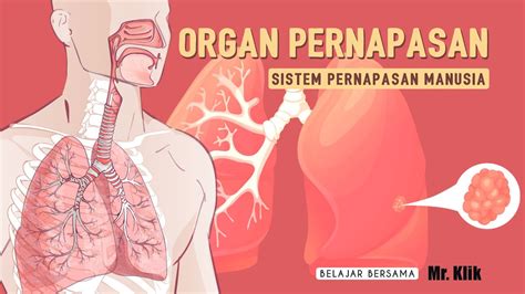 Kenali Organ Pernapasan Manusia Fungsi Dan Cara Kerjanya Images