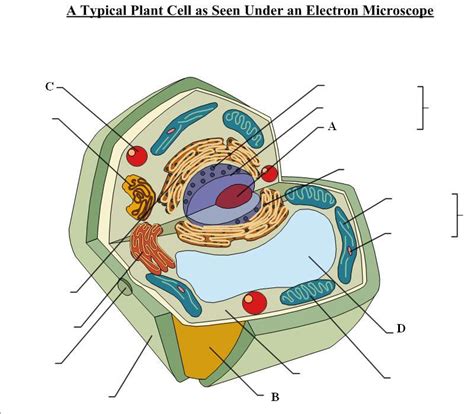 Cell worksheet structure function answers organelles cells . Biological Quiz On Cell Parts And Functions - ProProfs Quiz