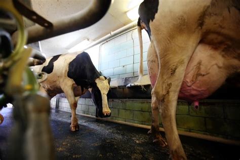 Dairy Farmers Stop Cutting Off Cows Tails A Victory For Activists Wsj