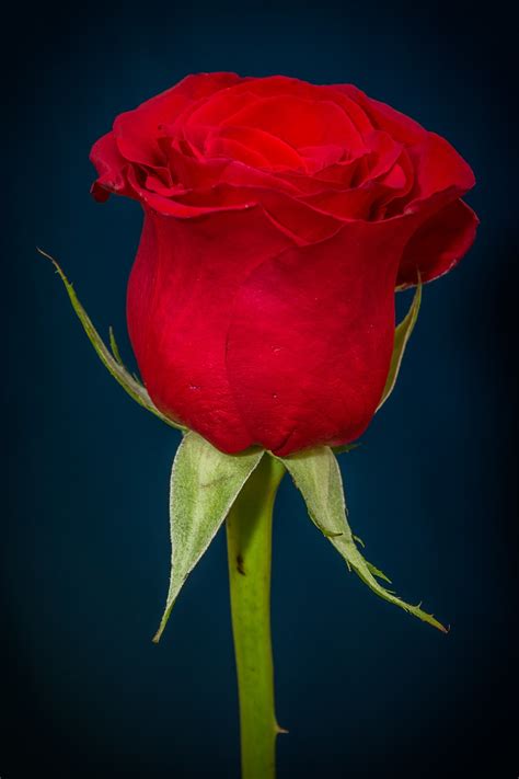 Le rose rosse parlano d' amore ma cambia il messaggio a fai consegnare a domicilio un mazzo di 10 rose rosse alla persona che ami nel giorno di san valentino. Mazzo Di Rose Rosse San Valentino - Mazzo Rose Rosse Amore ...