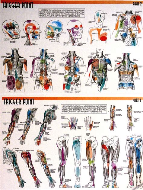 acupuncture trigger points chart