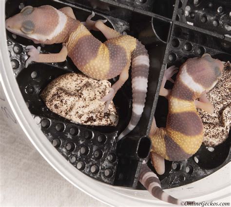 2018 leopard gecko hatchling update giant sunglow gecko breeder