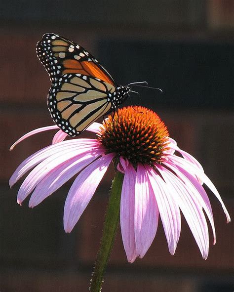 Monarch On Purple Coneflower Butterfly Pictures Beautiful