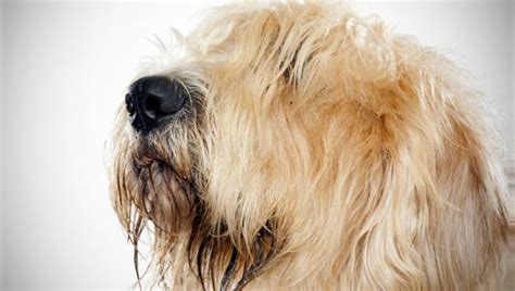 otterhound dog breed selector animal planet