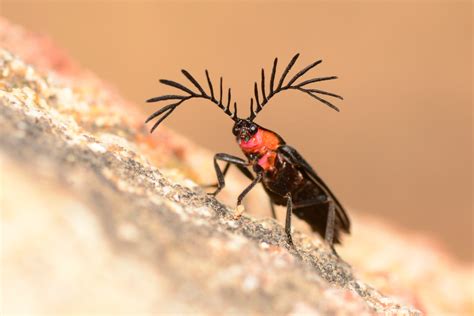 This Lampyridae Beetle Uses Its Antenna To Attract Mates Photo By