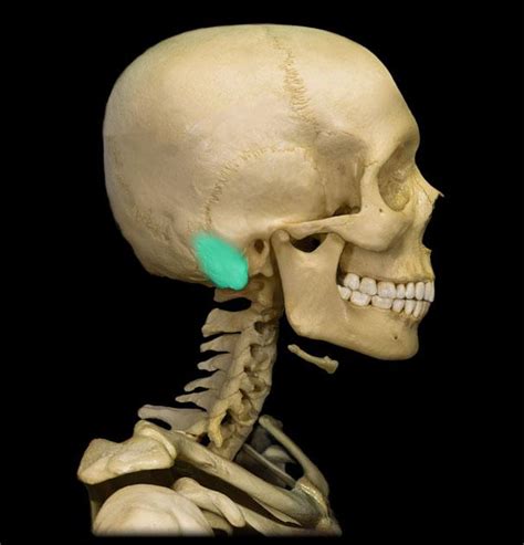 Mastoid Process Location Function And Pictures