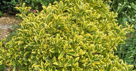 Golden Euonymus To 6 Tall Evergreen Variegated Green And Yellow