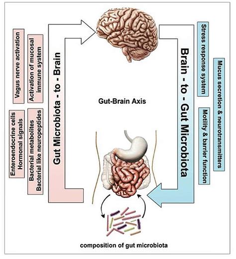 the brain gut link