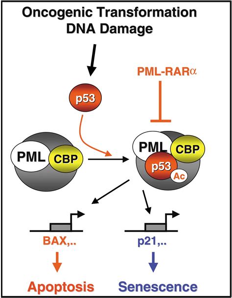 The Role Of Pml In Tumor Suppression Cell
