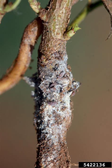 National agricultural pest information system (napis). Forest Pest Insects in North America: a Photographic Guide