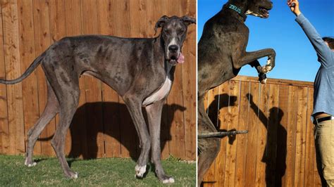 Texas Great Dane Zeus Officially Named Worlds Tallest Dog Parkbench