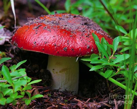 Wild Red Mushrooms Photograph By Crystal Garner Pixels