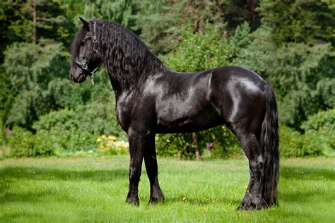 Friesian Horse Facts A Deep Dive Into The World Of Friesian Horses