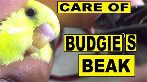 How To Take Care Of Budgies Extra Grown Beak Youtube