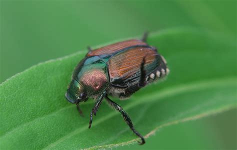 Japanese Beetle Considerations For Crops Extension Richland County