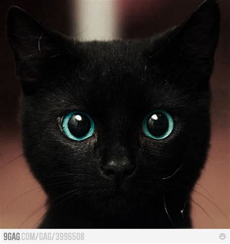 17 Images About Blue Eyed Black Cats On Pinterest