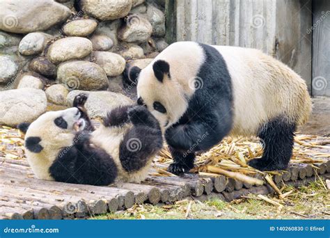 Cute Giant Panda And Cub Having Fun Funny Panda Bears Stock Photo