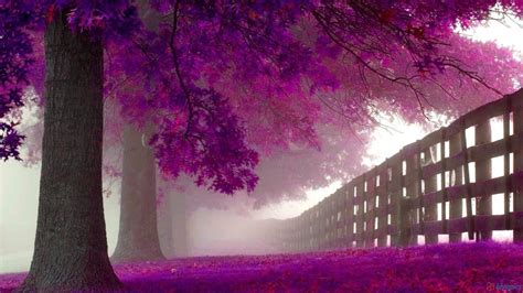 30 Top Background Images Pink Purples Cool Background Collection