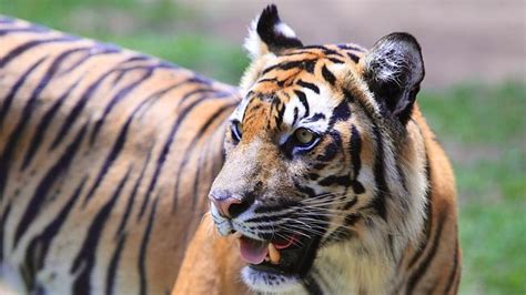 Trouble And Stripes Why Tigers Could Soon Become Extinct