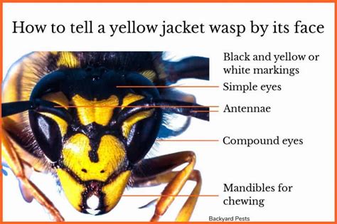 9 Ways To Tell A Ground Bee From A Yellow Jacket Wasp With Pictures