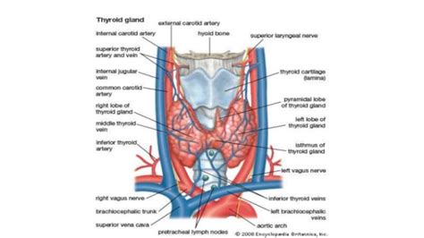 Anatomy Of Thyroid Gland