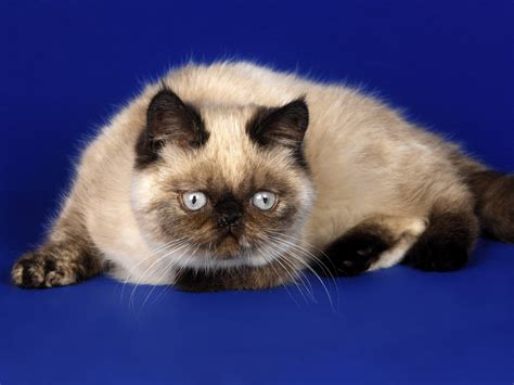 Close Up Of A Siamese Cat Against Blue Background Hd Wallpaper