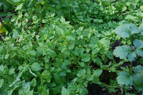 Edible Chickweed Free And Delicious The Survival Gardener