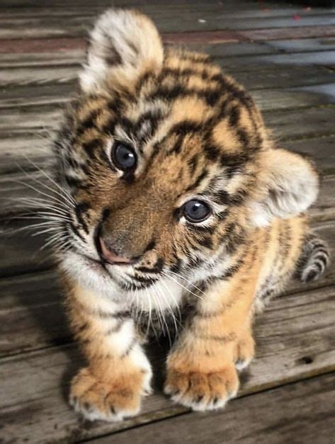 Adorable Baby Tiger Pictures And Facts