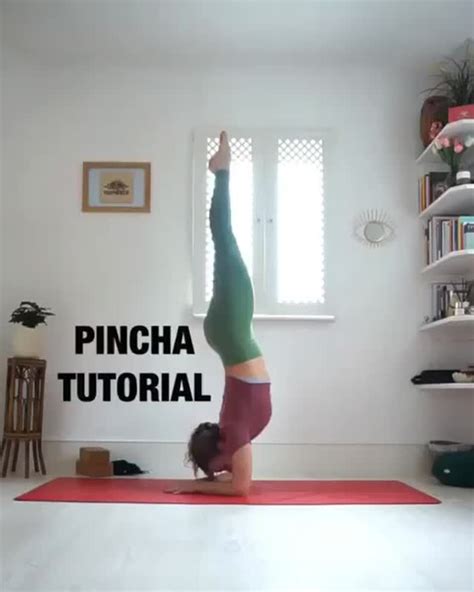 🦂 Pincha Mayurasana Tutorial 🦂 ⠀ Not Sure How To Prepare Your Body For