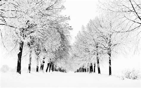 Wallpaper Trees Landscape Drawing Snow Branch Frost Freezing