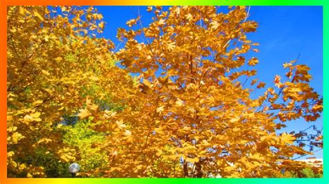 Осенние мотивы Этот прекрасный мир | Пруды, Природа, Листья