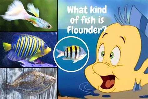 What Kind Of Fish Is Flounder The Little Mermaid