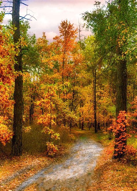 Autumn Colour On The Trail Kiev Ukraine By Mykhailo Sherman Cr🍂🇺🇦