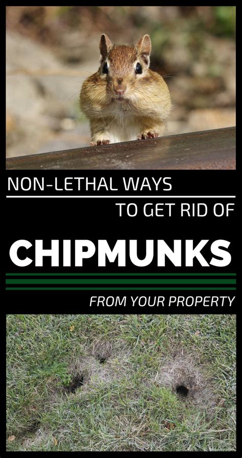 Non Lethal Ways To Get Rid Of Chipmunks From Your Property