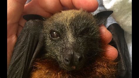 Juvenile Flying Fox In Care This Is Footzie Day 2 Youtube