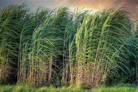 If you're in search of the best sugarcane wallpaper, you've come to the right place. Organic Sugarcane Farming, Production Practices | Agri Farming