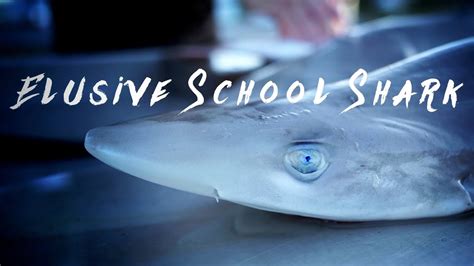 Intercepting Gummy Sharks School Sharks Youtube