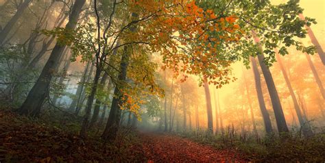 Autumn Fall Landscape Nature Tree Forest Leaf Leaves Path