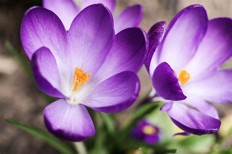 How To Photograph Flowers Outdoors This Spring Ephotozine