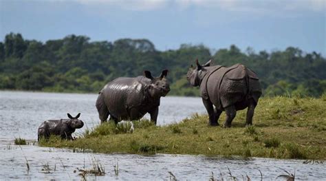 Nepals Greater One Horned Rhinoceros
