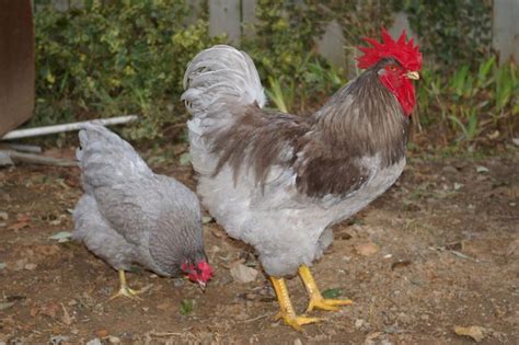 Check spelling or type a new query. Blue Plymouth Rock Chickens | Upload a Photo! Get £1 for ...