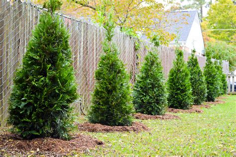 When planted side by side, these evergreen privacy trees create a dense garden hedge. Best 3 Plants for Privacy Fences - Green Side Up Garden ...