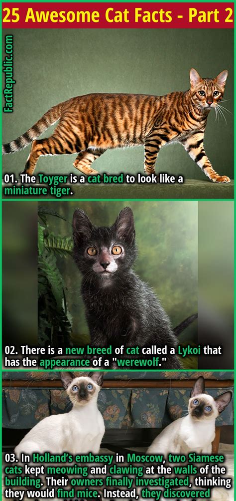 25 Awesome Cat Facts To Blow Your Kitten Crazed Mind Part 2 Fact