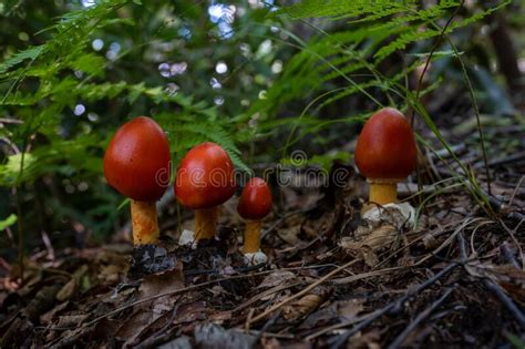 Four Bright Red Mushrooms Burst Out Of Leaf Covered Ground Stock Image
