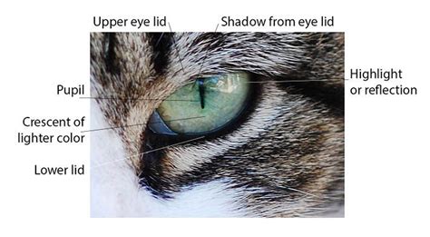 The digital downloads provided by sheldene fine art are solely for the for the use of the. The Simple Guide to Drawing Realistic Cat Eyes | Cat ...
