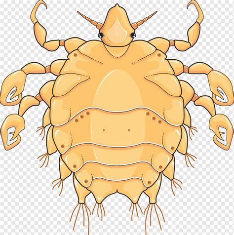 What Is The Difference Between Lice And Crabs Thebloggertimes