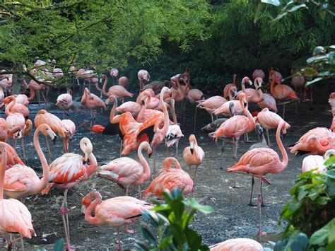 Cuban Aviary Caribbean Flamingos Phoenicopterus Ruber Sep 2nd