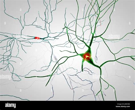 Brain Neurons Synapses Neural Network Circuit Of Neurons